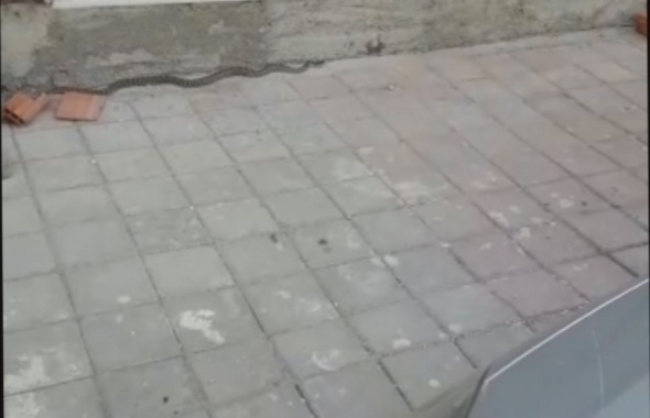 Şehirde her yerden yılan fışkırıyor!