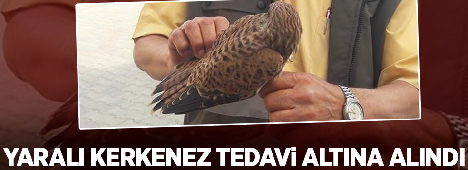 Van’da yaralı Kerkenez tedavi altına alındı