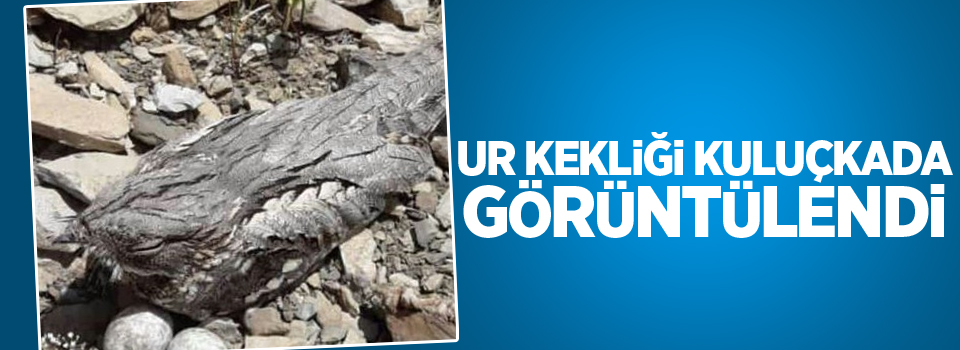 Ur kekliği kuluçkada görüntülendi