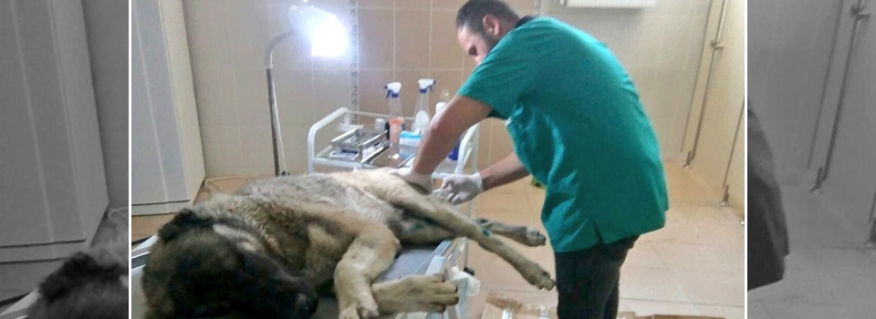 Yaralı köpeğe veteriner sahip çıktı