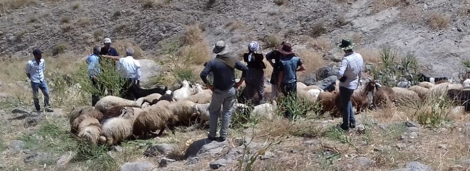 Koyun sürüsünden ayrılan oğlaklar kayıplara karıştı
