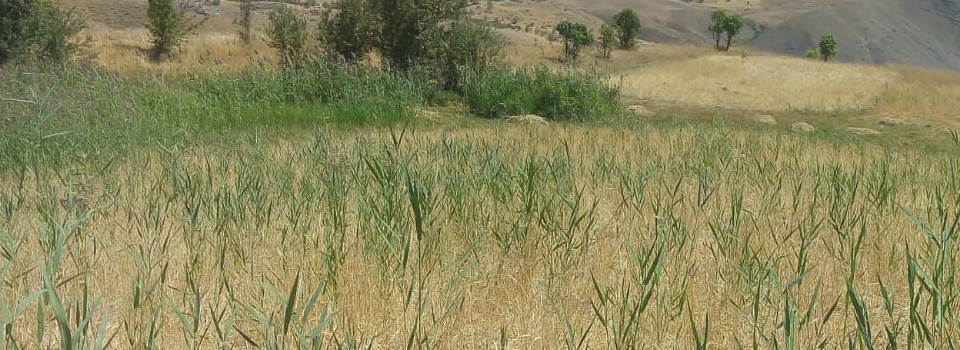 Yaban domuzları buğday tarlalarına zarar verdi