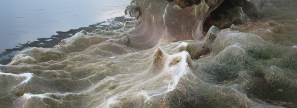 Sahil örümcek ağıyla kaplandı