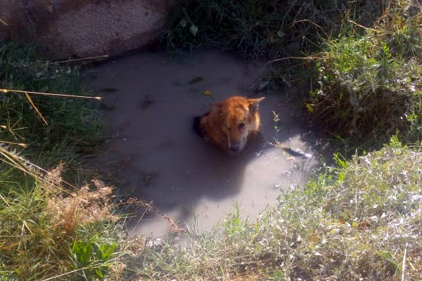 Balçığa saplanan köpeği itfaiye kurtardı