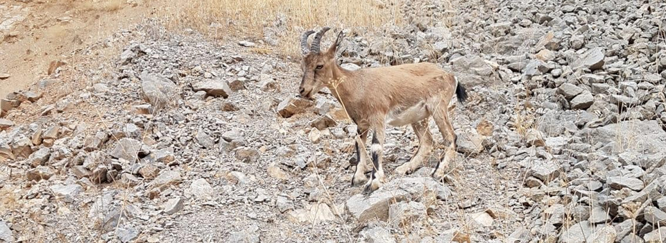 Yavru dağ keçisi köyün maskotu oldu