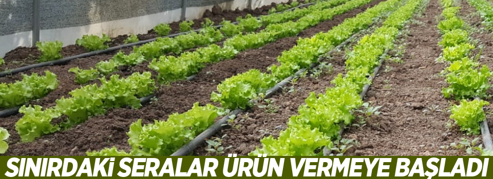 Sınırdaki seralar ürün vermeye başladı