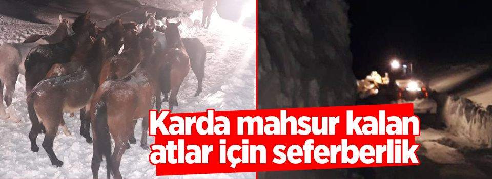 Karda mahsur kalan atlar için seferberlik