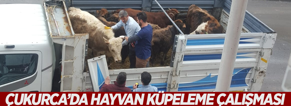 Çukurca’da hayvan küpeleme çalışması