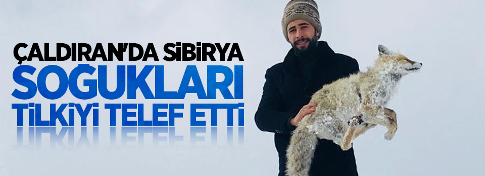 Çaldıran'da Sibirya soğukları tilkiyi telef etti