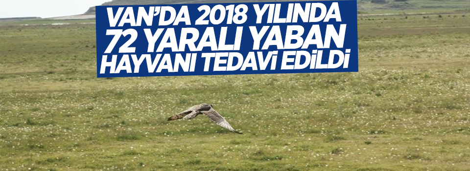 Van’da 2018 yılında 72 yaralı yaban hayvanı tedavi edildi