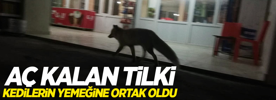 Aç kalan tilki, kedilerin yemeğine ortak oldu