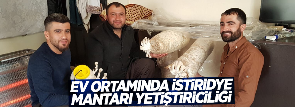 Ev ortamında istiridye mantarı yetiştiriciliği