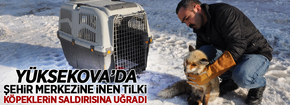 Yüksekova'da şehir merkezine inen tilki köpeklerin saldırısına uğradı