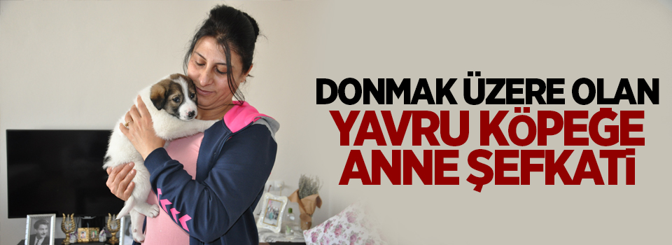 Donmak üzere olan yavru köpeğe anne şefkati