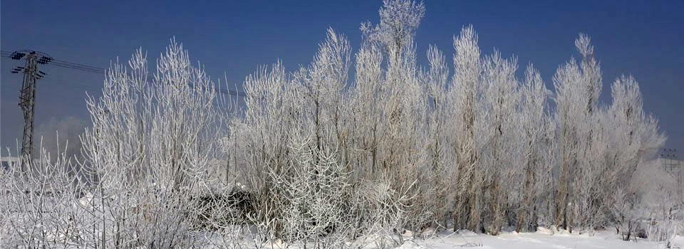Yüksekova'da ağaçlar buz tuttu