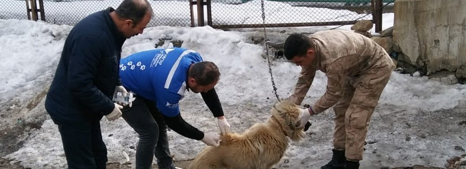 Hakkari’deki köpekler sağlık taramasından geçirildi