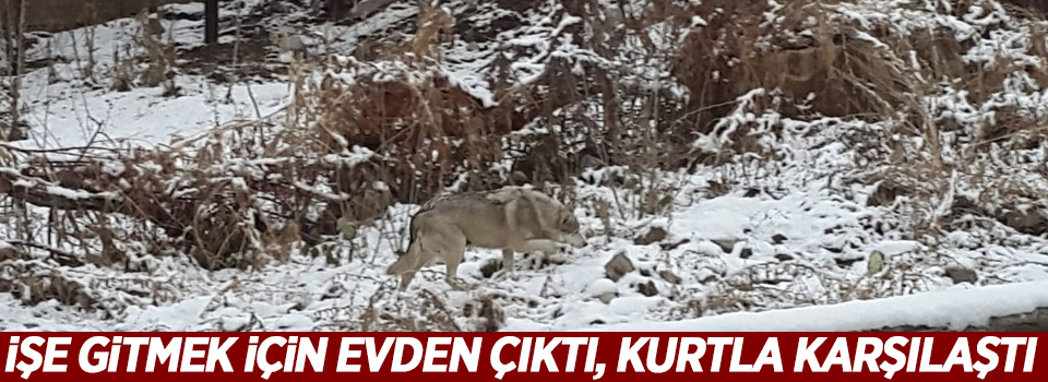 İşe gitmek için evden çıktı, kurtla karşılaştı