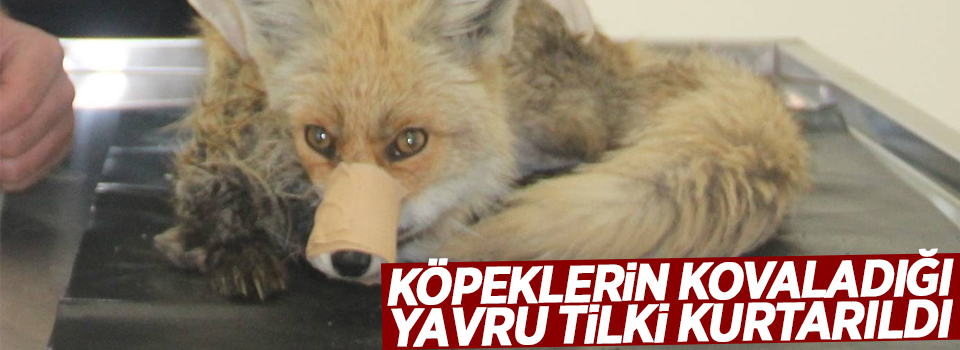 Köpeklerin kovaladığı yavru tilki kurtarıldı