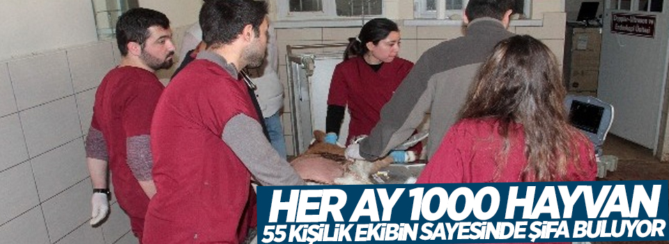 Her ay bin hayvan 55 kişilik ekibin sayesinde şifa buluyor