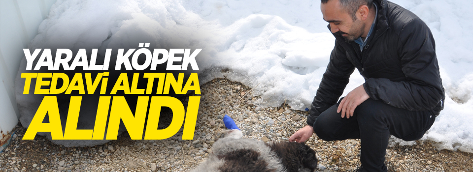 Yaralı köpek tedavi altına alındı