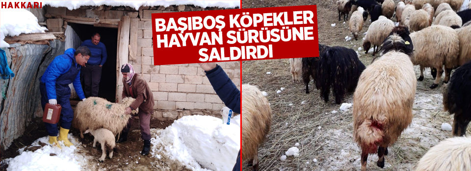 Hakkari: Başıboş köpekler hayvan sürüsüne saldırdı