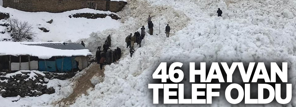 Ahırların üzerine çığ düştü: 46 hayvan telef oldu