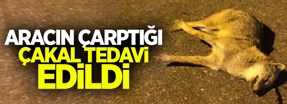 Aracın çarptığı çakal tedavi edildi