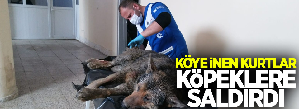 Köye inen kurtlar, köpeklere saldırdı