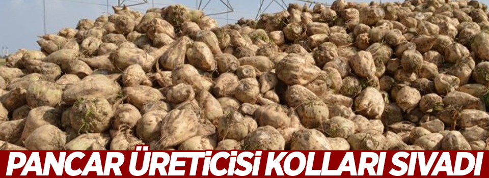 Pancar üreticisi kolları sıvadı