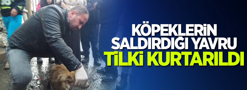 Köpeklerin saldırdığı yavru tilki kurtarıldı