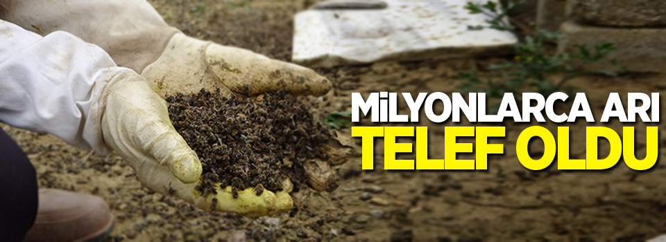 Milyonlarca arı telef oldu!