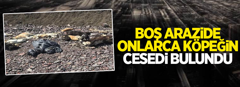 Boş arazide onlarca köpeğin cesedi bulundu