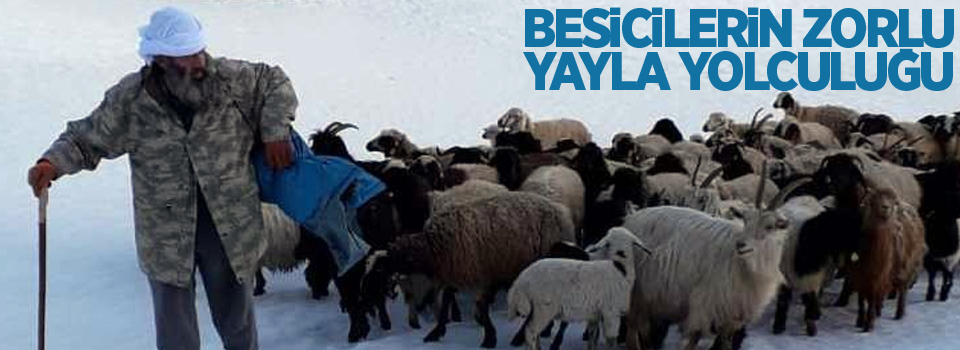 Besicilerin zorlu yayla yolculuğu