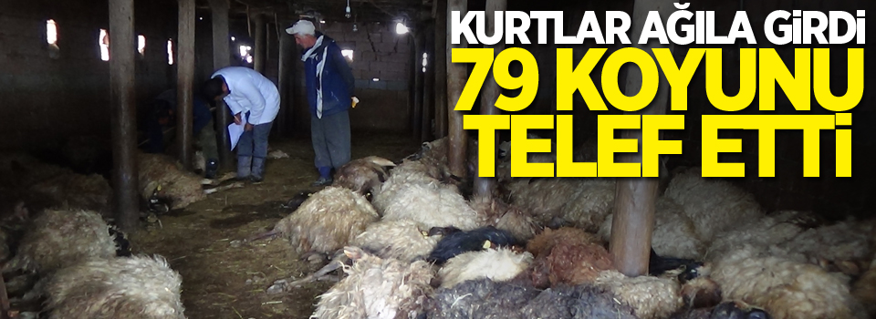 Kurtlar ağıla girdi 79 koyunu telef etti