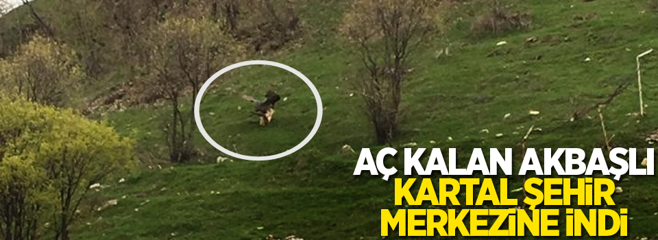 Aç kalan Akbaşlı Kartal şehir merkezine indi