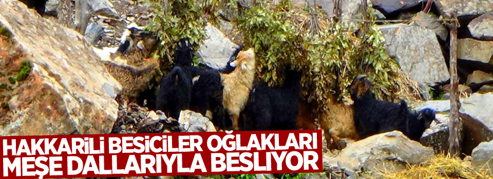 Hakkarili besiciler oğlakları meşe dallarıyla besliyor