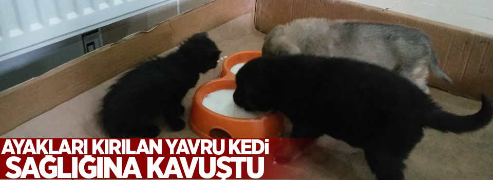 Ayakları kırılan yavru kedi sağlığına kavuştu