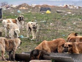 Sokak köpekleri 3 yaşındaki kıza saldırdı