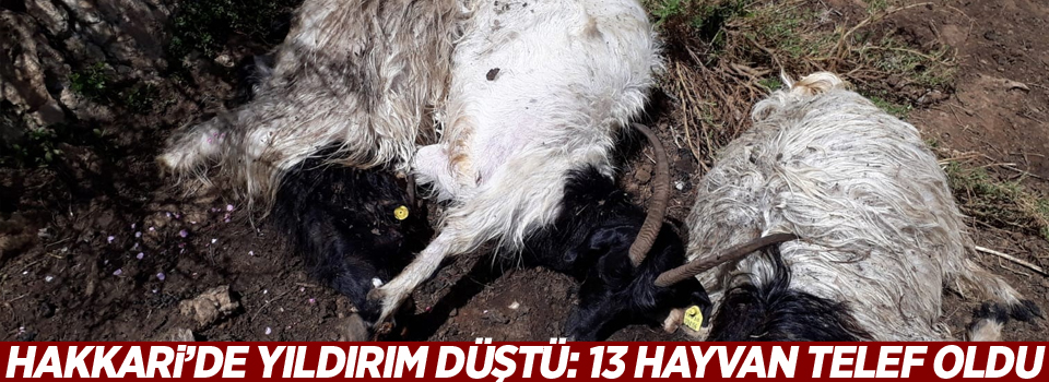 Hakkari’de yıldırım düştü: 13 hayvan telef oldu