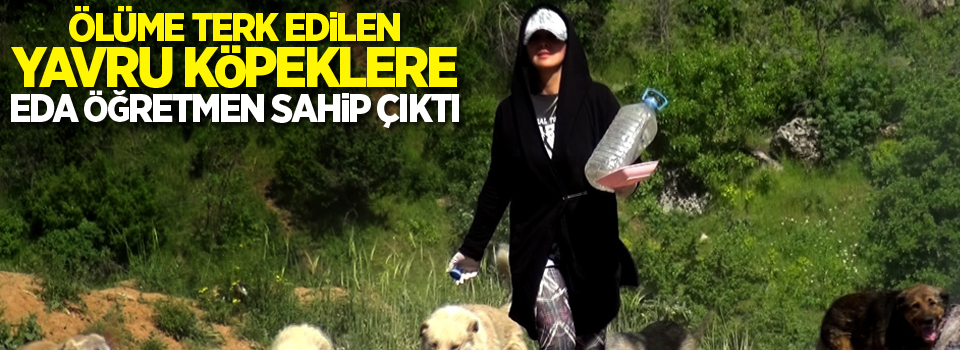 Ölüme terk edilen yavru köpeklere Eda öğretmen sahip çıktı