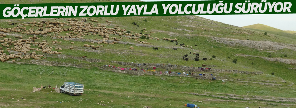 Göçerlerin zorlu yayla yolculuğu sürüyor