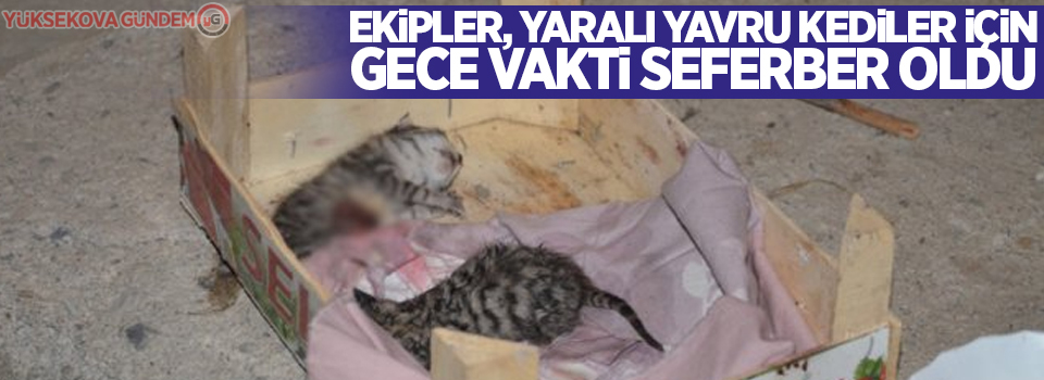 Ekipler, yaralı yavru kediler için gece vakti seferber oldu