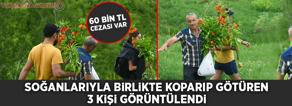 60 bin TL cezası olan laleleri koparıp götürdüler