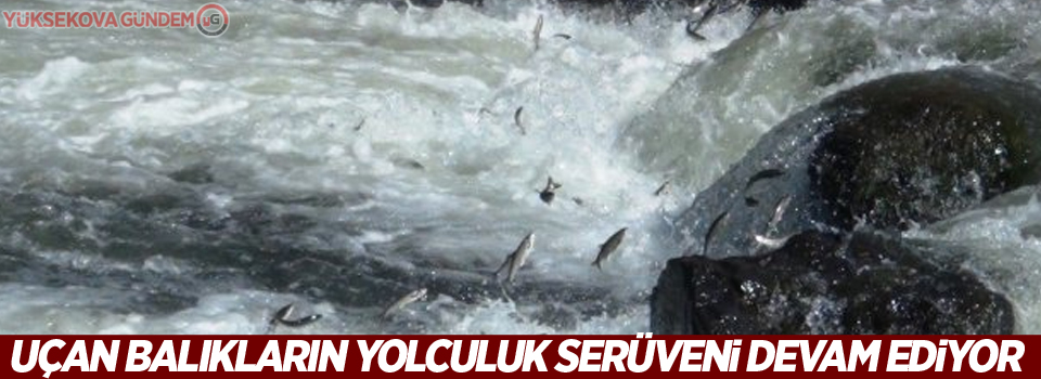 Uçan balıkların yolculuk serüveni devam ediyor