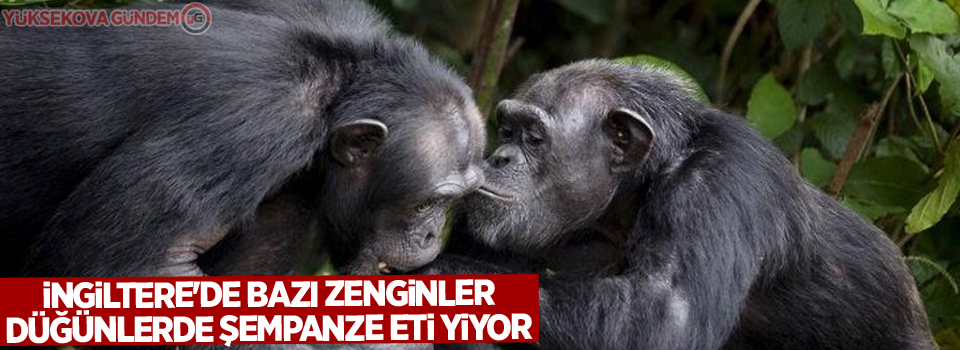 İddia: İngiltere'de bazı zenginler düğünlerde şempanze eti yiyor