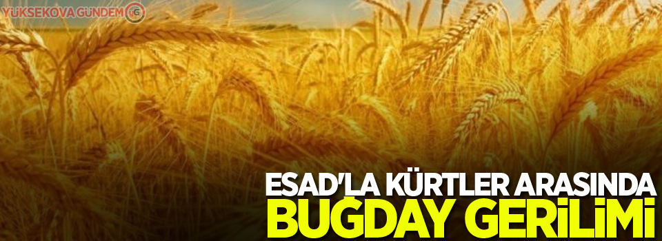 Esad'la Kürtler arasında buğday gerilimi