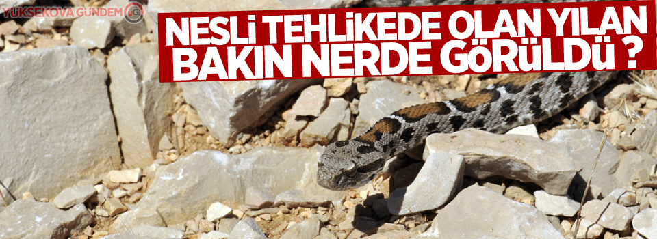 Nesli tehlikede olan yılan Nemrut Dağı'nda görüldü