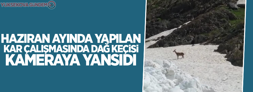 Haziran ayında yapılan kar çalışmasında dağ keçisi görüntülendi