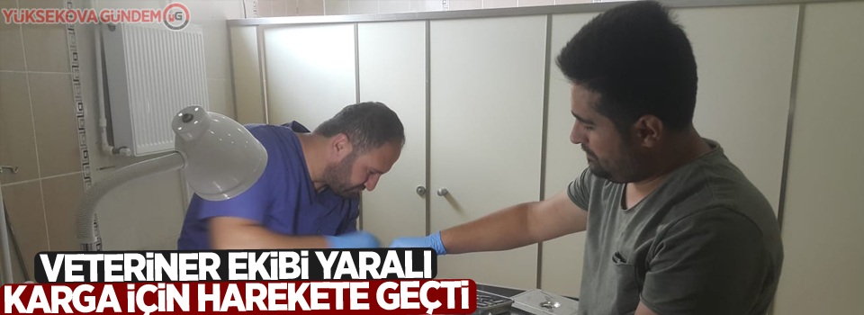 Veteriner ekibi yaralı karga için harekete geçti