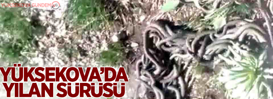 Yüksekova’da yılan sürüsü